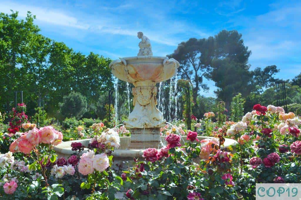 pink flowers near fountain under blue sky during daytime