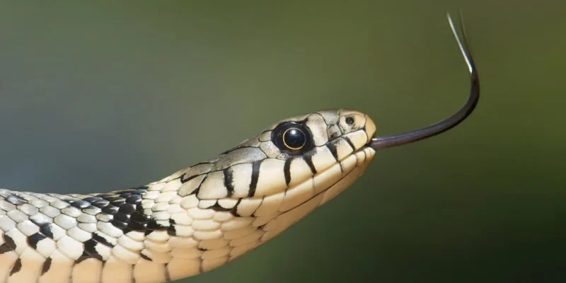 serpiente venenosa