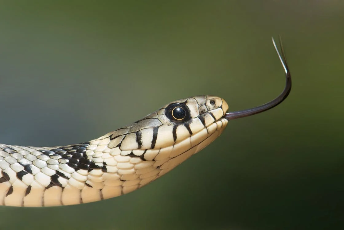 serpiente venenosa