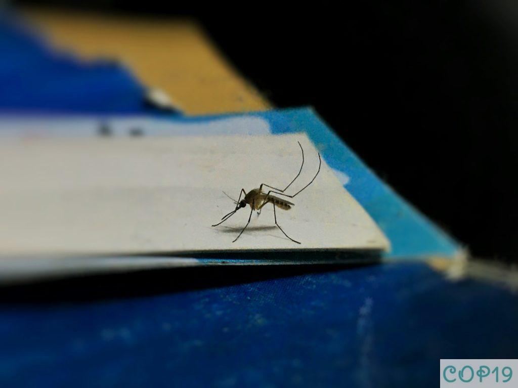 mosquitera