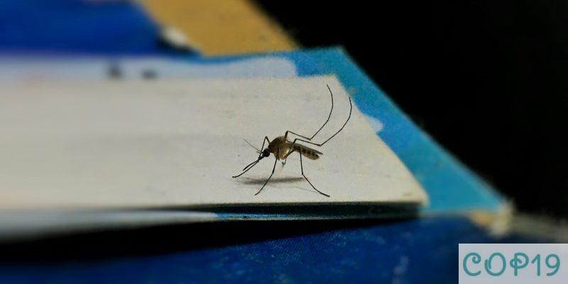 mosquitera