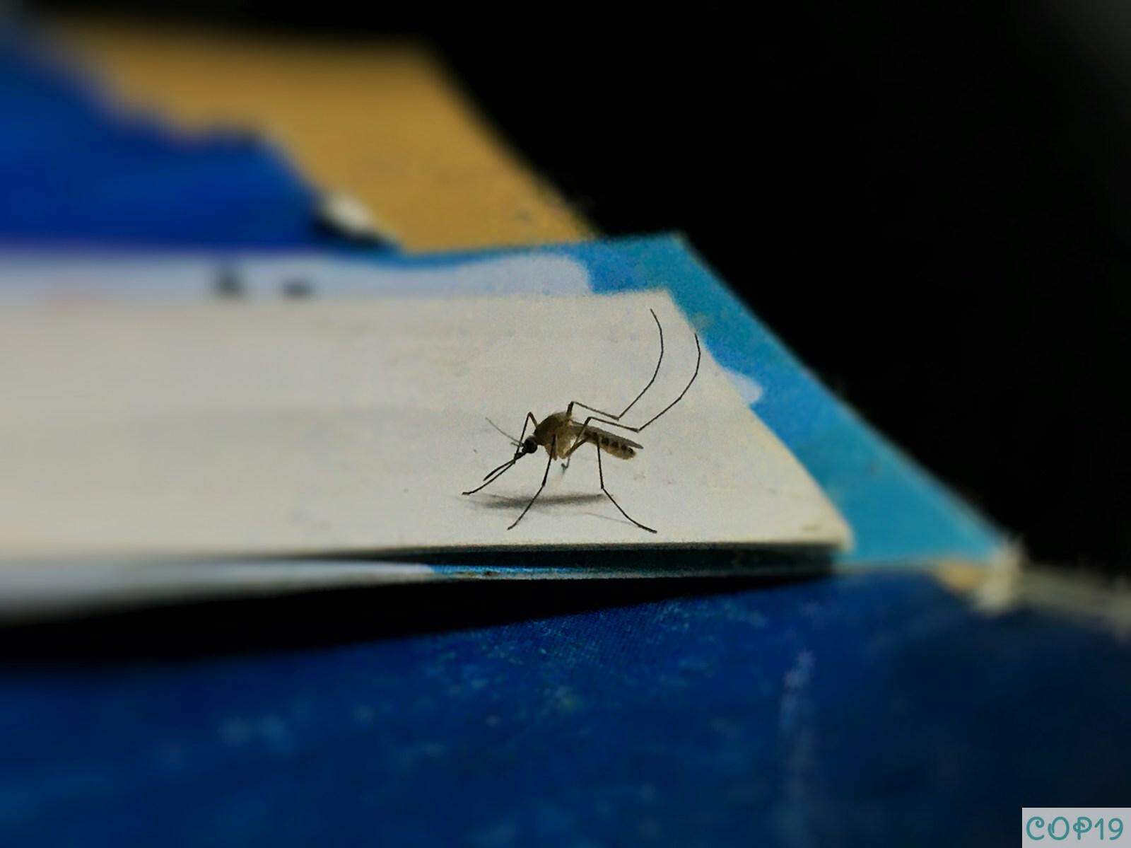 mosquitera